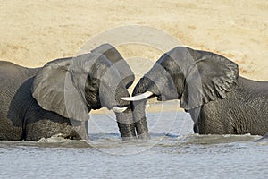 African Elephants playing in the water