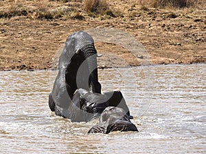 African elephants playing in water