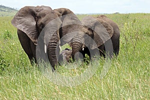 African Elephants protecting baby  Serengeti Plains