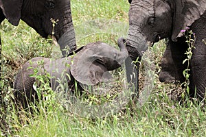 African Elephants protecting baby  Serengeti Plains