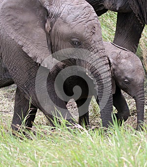 African Elephants protecting baby  Serengeti Plains