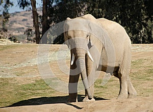 African elephants in safari park - 2