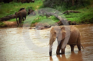 African elephants, Samburu Game Reserve, Kenya