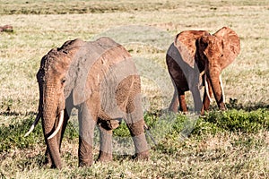 African Elephants in the savana