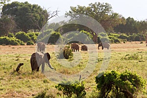 African Elephants in the savana landscape