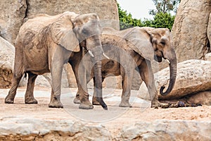 African elephants in savannah