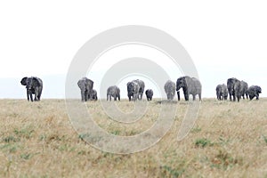 African elephants in the Savannah during rain