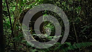 African elephants searching for food in the African forest