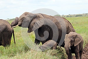 African Elephants  Serengeti Plains