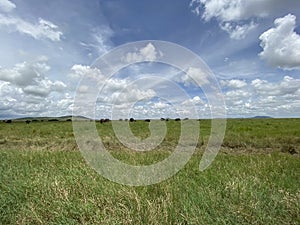 African Elephants  Serengeti Plains