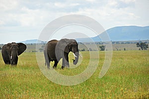 African elephants , Serengeti, Tanzania