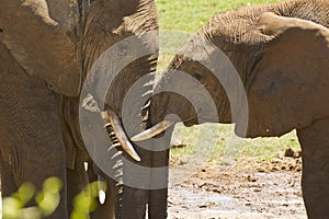 African elephants showing some affection