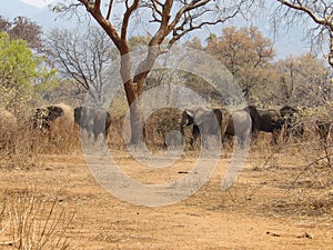 African elephants side view in national park in zambia