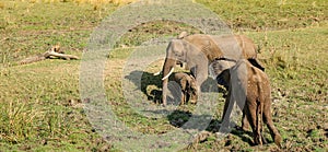 African elephants side view in national park in zambia