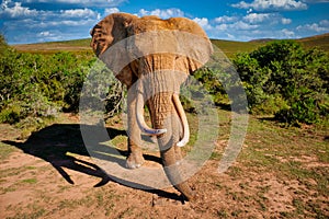 African Elephants in South Africa