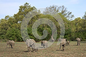 African Elephants in South Luangwa National Park, Zambia