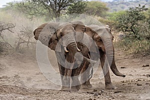 African elephants standing together at Amboseli national park Kenya