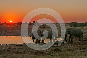 African elephants with sunset backdrop at the Okaukeujo waterhole