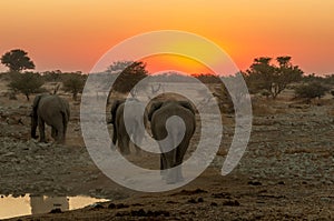 African elephants with sunset backdrop at the Okaukeujo waterhole