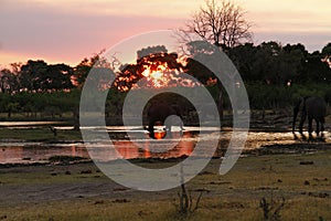 African Elephants Sunset on Savuti Channel