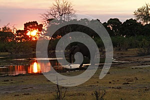 Elefanti tramonto sul canale 