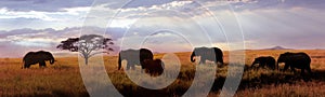 African elephants at sunset in the Serengeti national park. Africa. Tanzania.