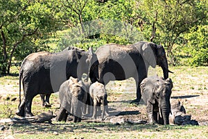 African elephants taking mud bath