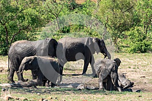 African elephants taking mud bath