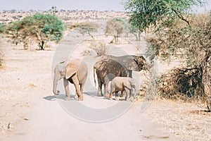 African elephants in tanzania on safari