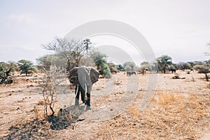 African elephants in tanzania on safari