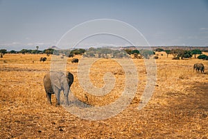 African elephants in tanzania on safari