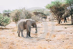 African elephants in tanzania on safari