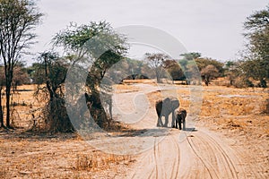 African elephants in tanzania on safari