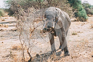 African elephants in tanzania on safari