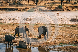 African elephants in tanzania on safari