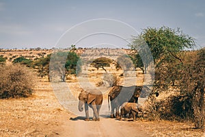 African elephants in tanzania on safari