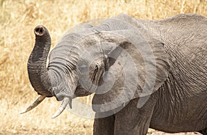African elephants ar a underground river looking for water photo