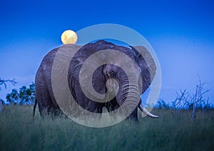 African elephants under full moon at the savvanah at Hlane Royal National Park