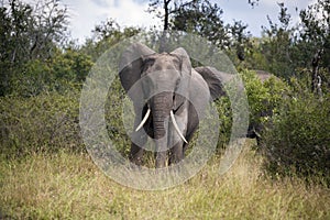 African elephants in the veld