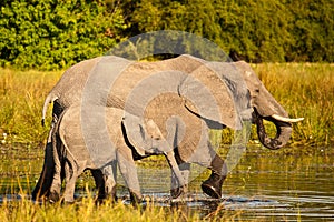 African Elephants wading