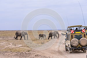 African elephants walking across road with safari travel tourists car stop by watching