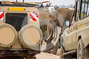 African elephants walking across road with safari travel tourists car stop by watching