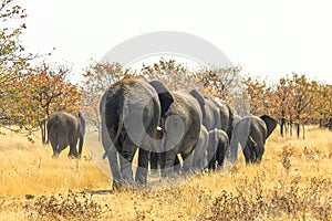 African elephants walking away