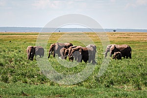 African Elephants walking away in a single file line over a dry lake bed in Amboseli National Park in Kenya.