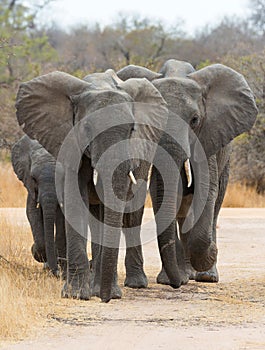 African Elephants Walking