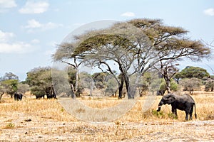 African elephants walking in savannah