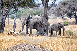 African elephants walking in savannah