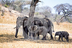 African elephants walking in savannah