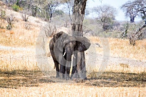 African elephants walking in savannah