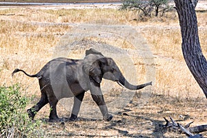 African elephants walking in savannah